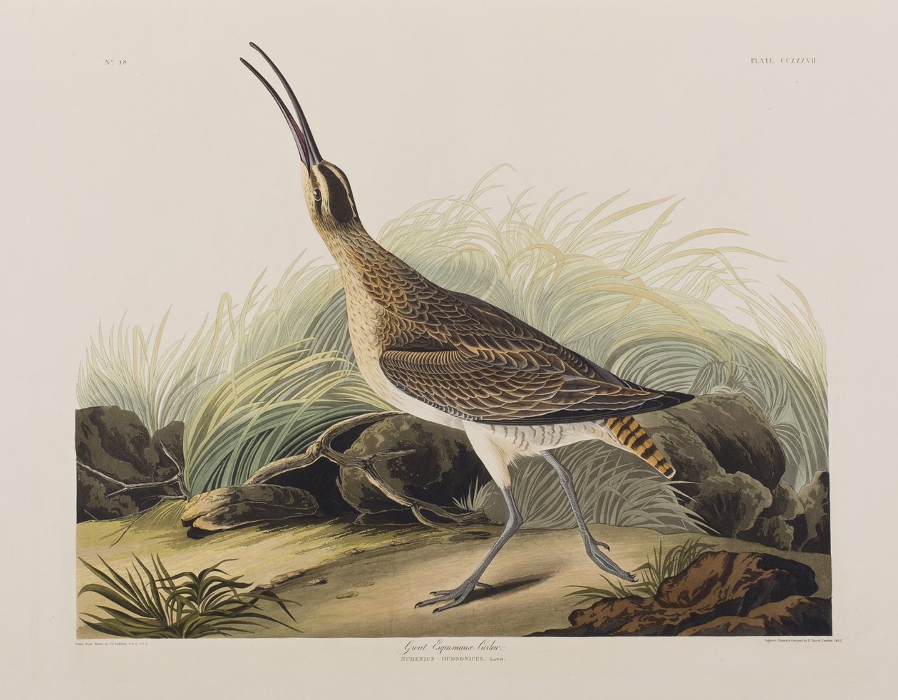 Illustration aus 