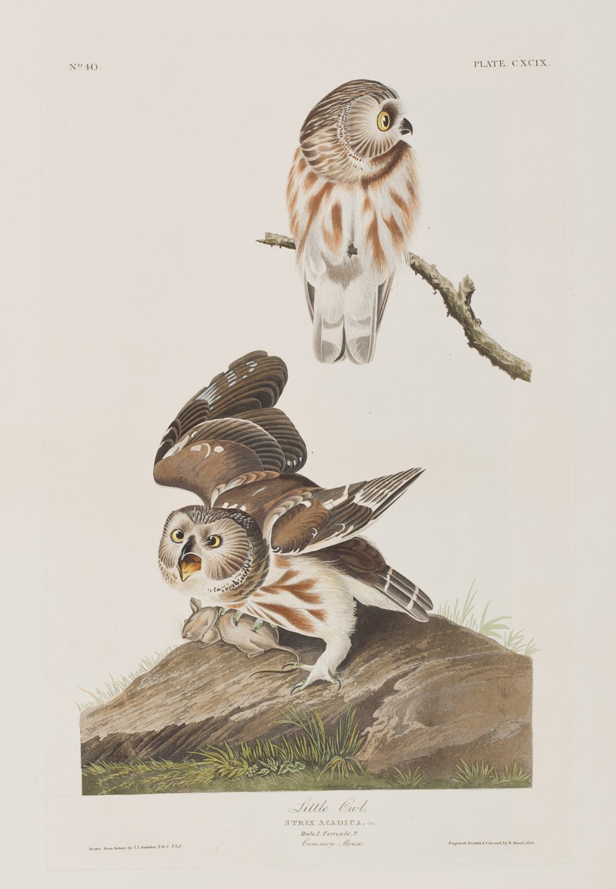 Illustration aus 