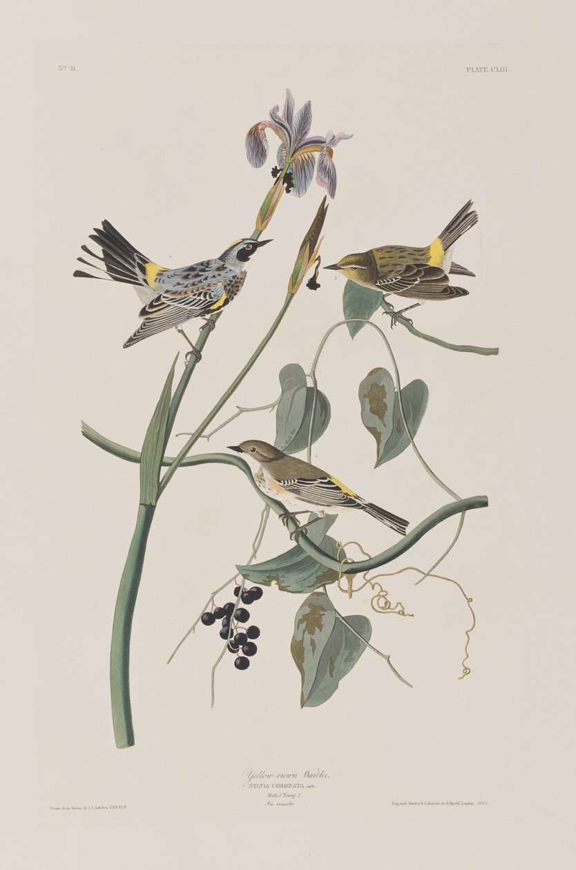 Illustration aus 
