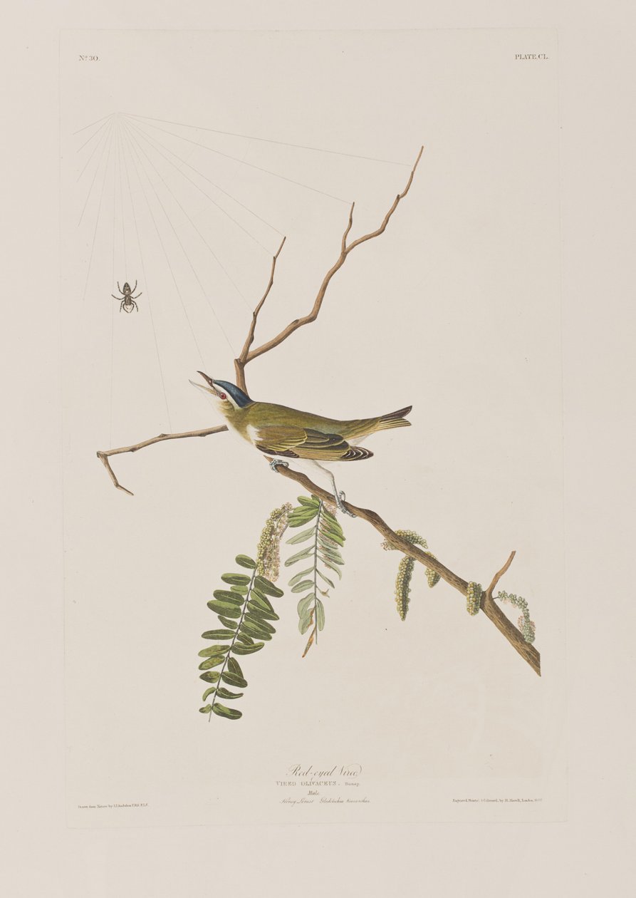 Illustration aus 