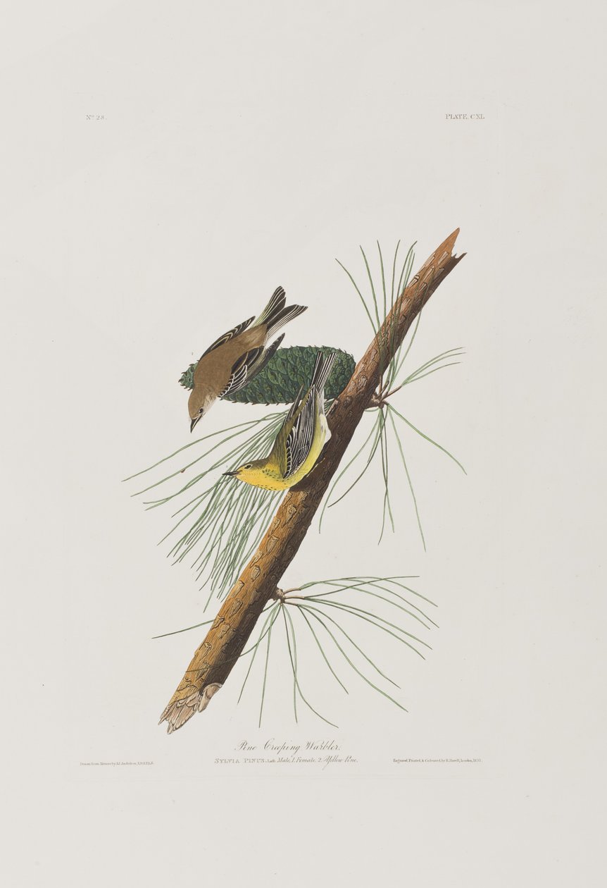 Illustration aus 