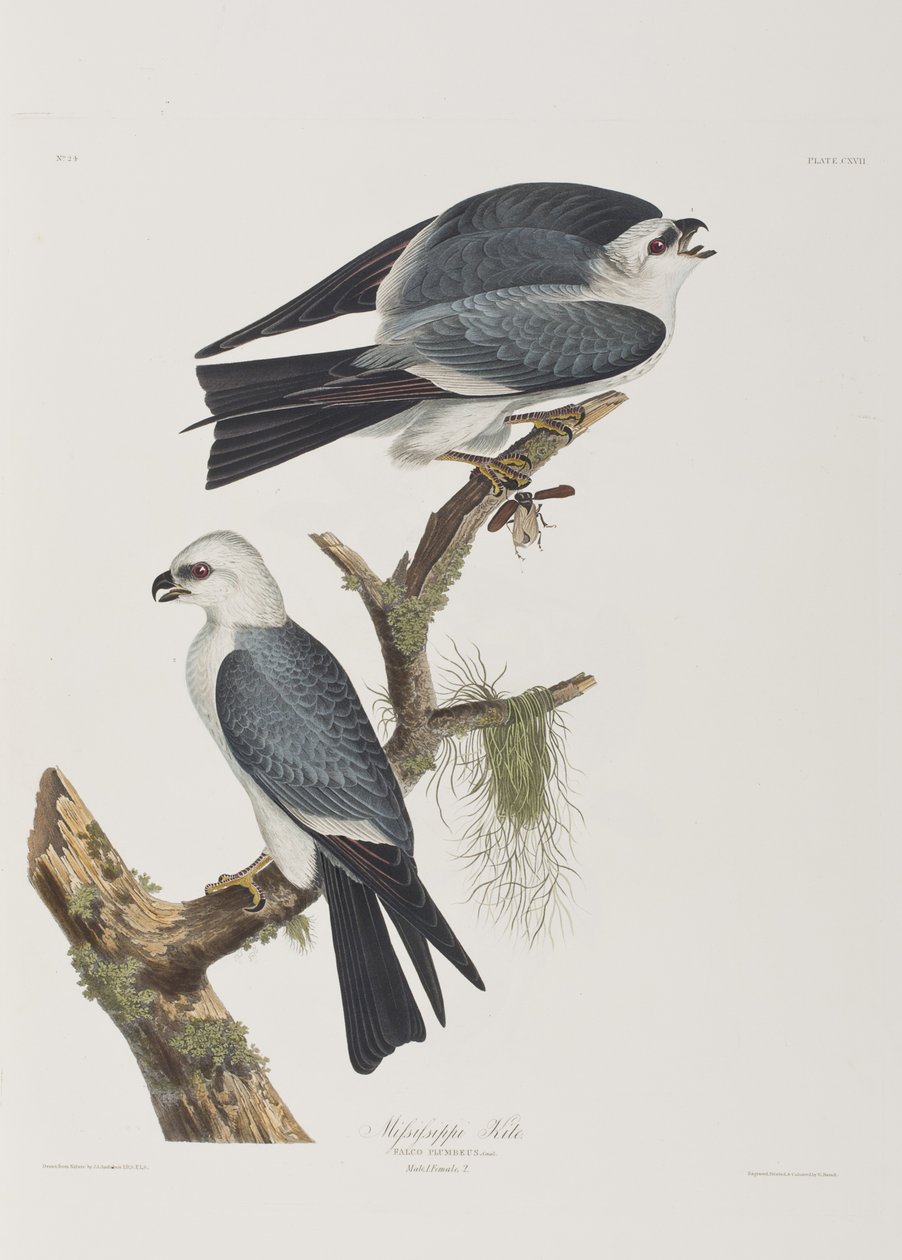 Illustration aus 