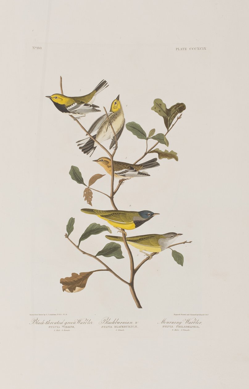 Illustration aus 