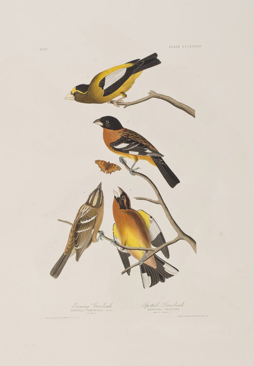 Illustration aus 