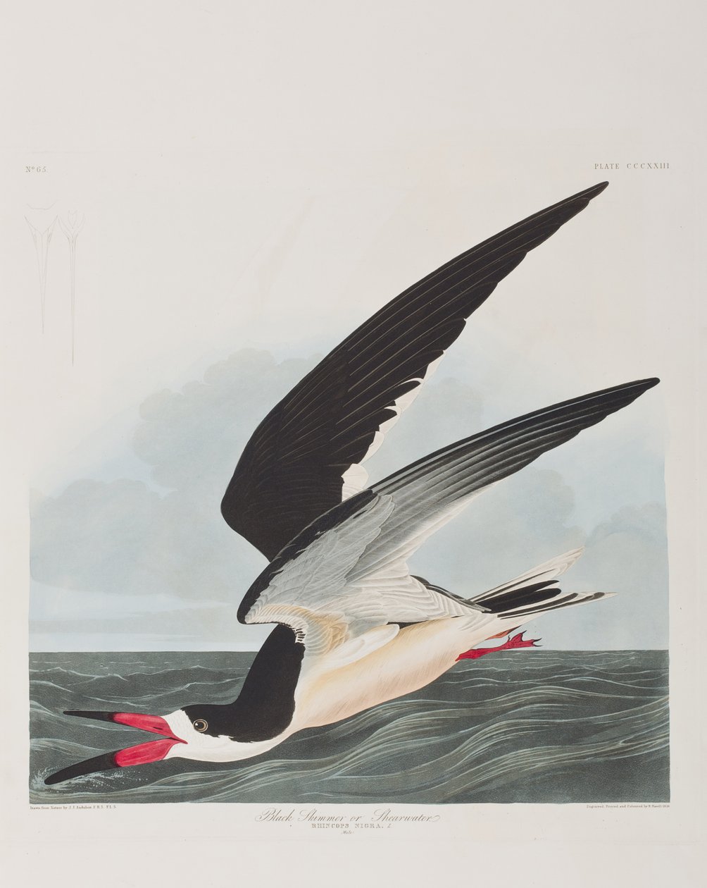 Illustration aus 