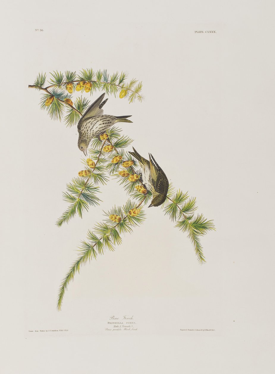 Illustration aus 