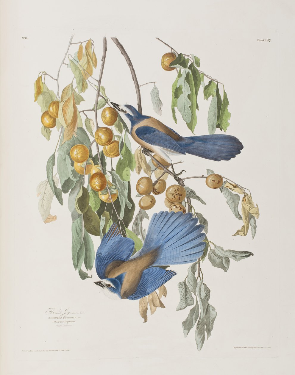 Illustration aus 