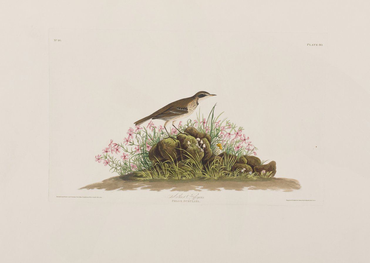 Illustration aus 