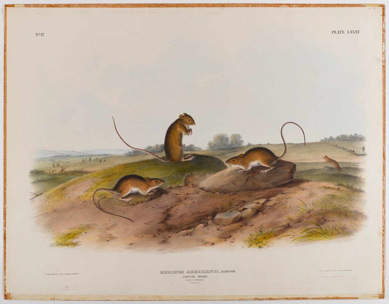 Springmaus von John James Audubon