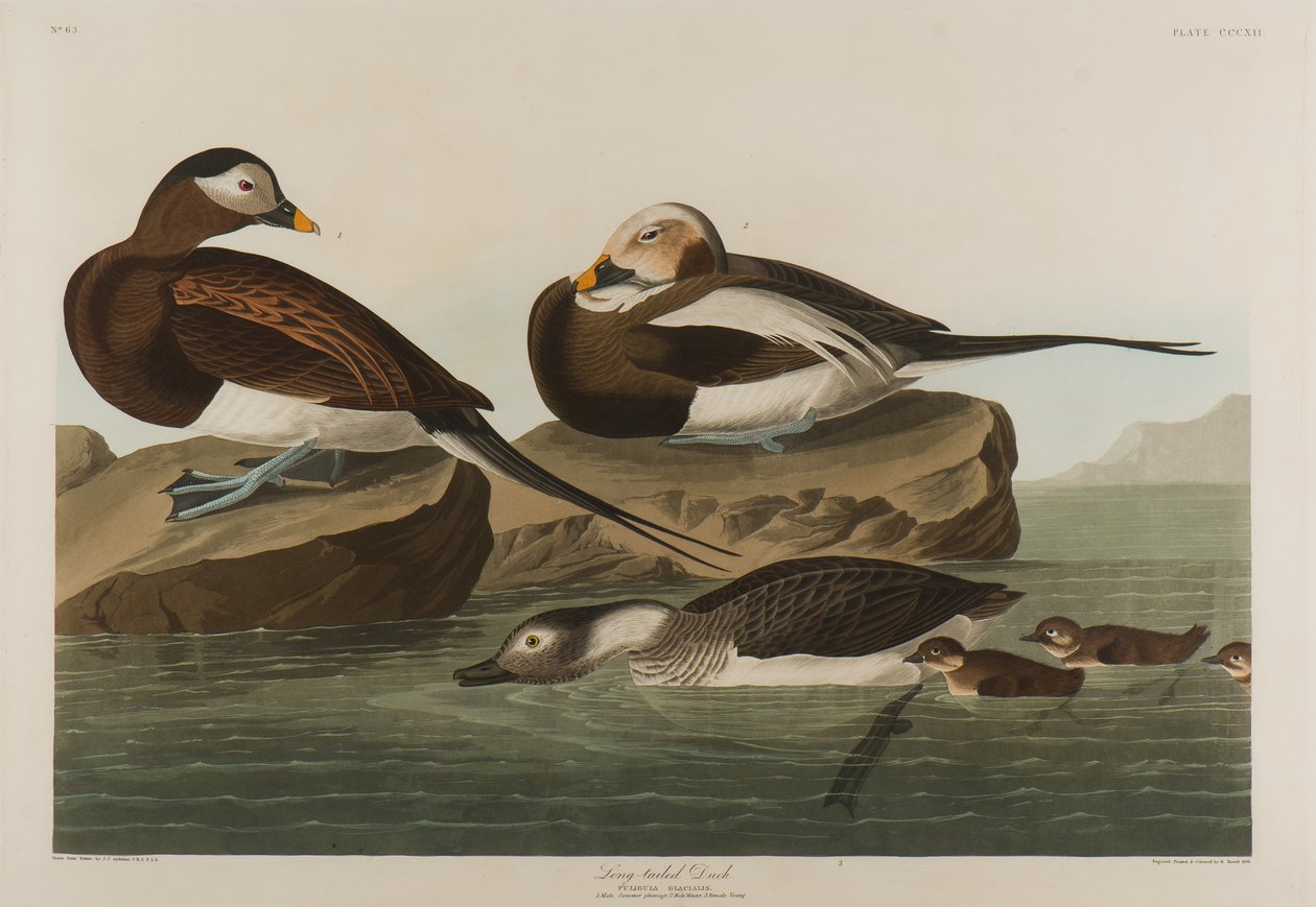 Eisente, 1836 von John James Audubon