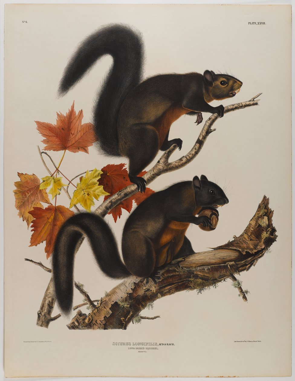 Langhaareichhörnchen von John James Audubon