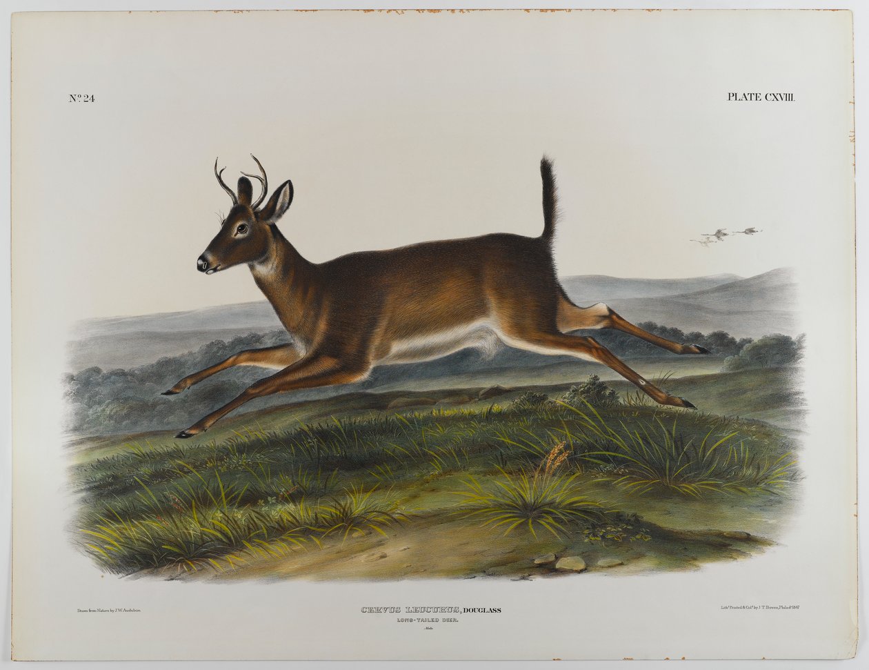 Langschwanzhirsch, 1847 von John James Audubon