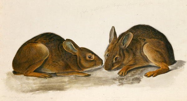 Sumpfhasen von John James Audubon