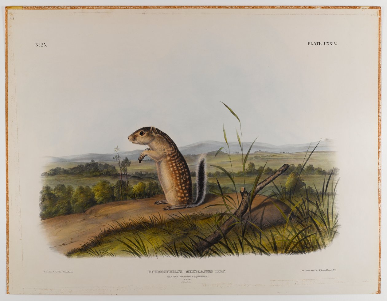 Mexikanisches Murmeltier von John James Audubon