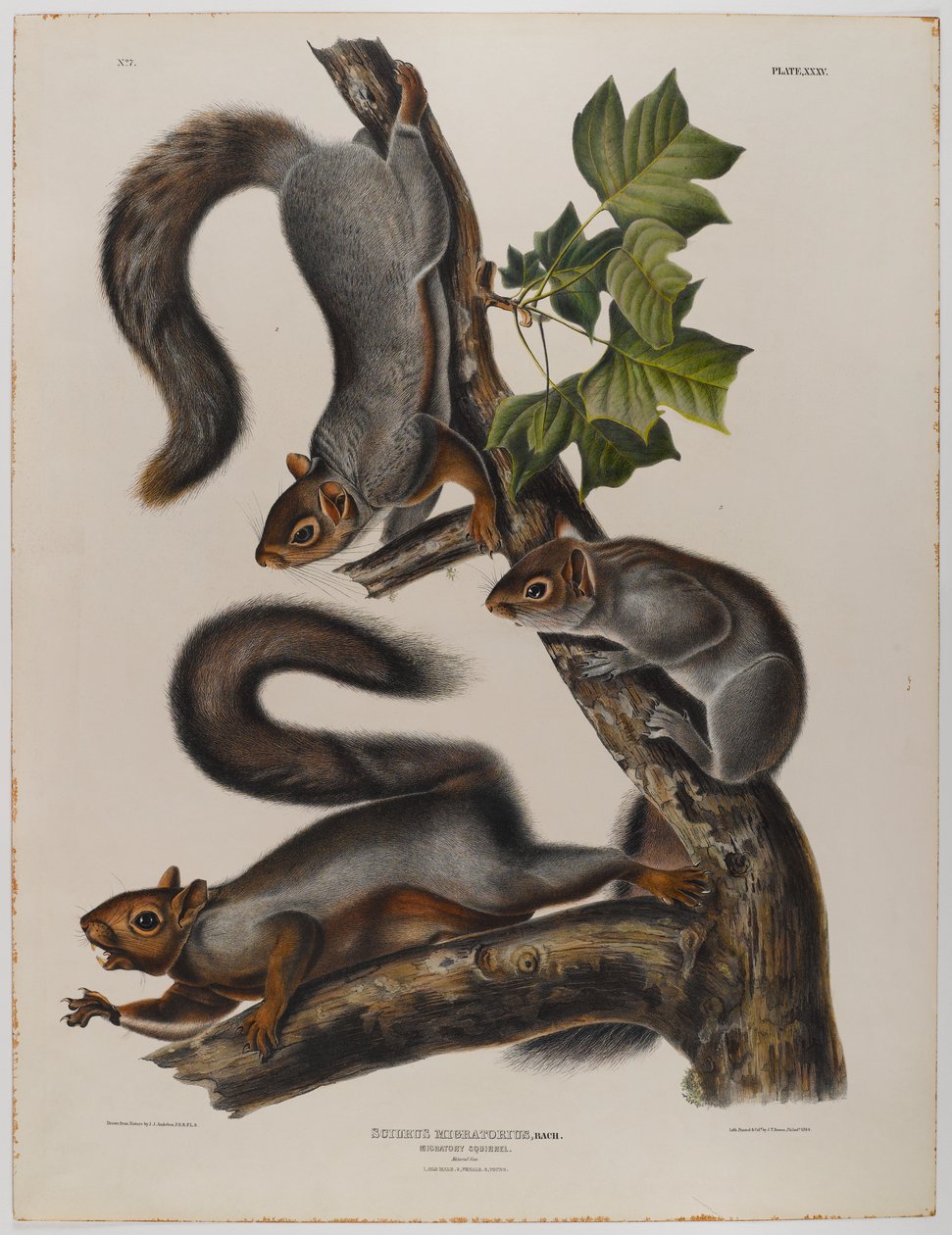 Wandereichhörnchen von John James Audubon