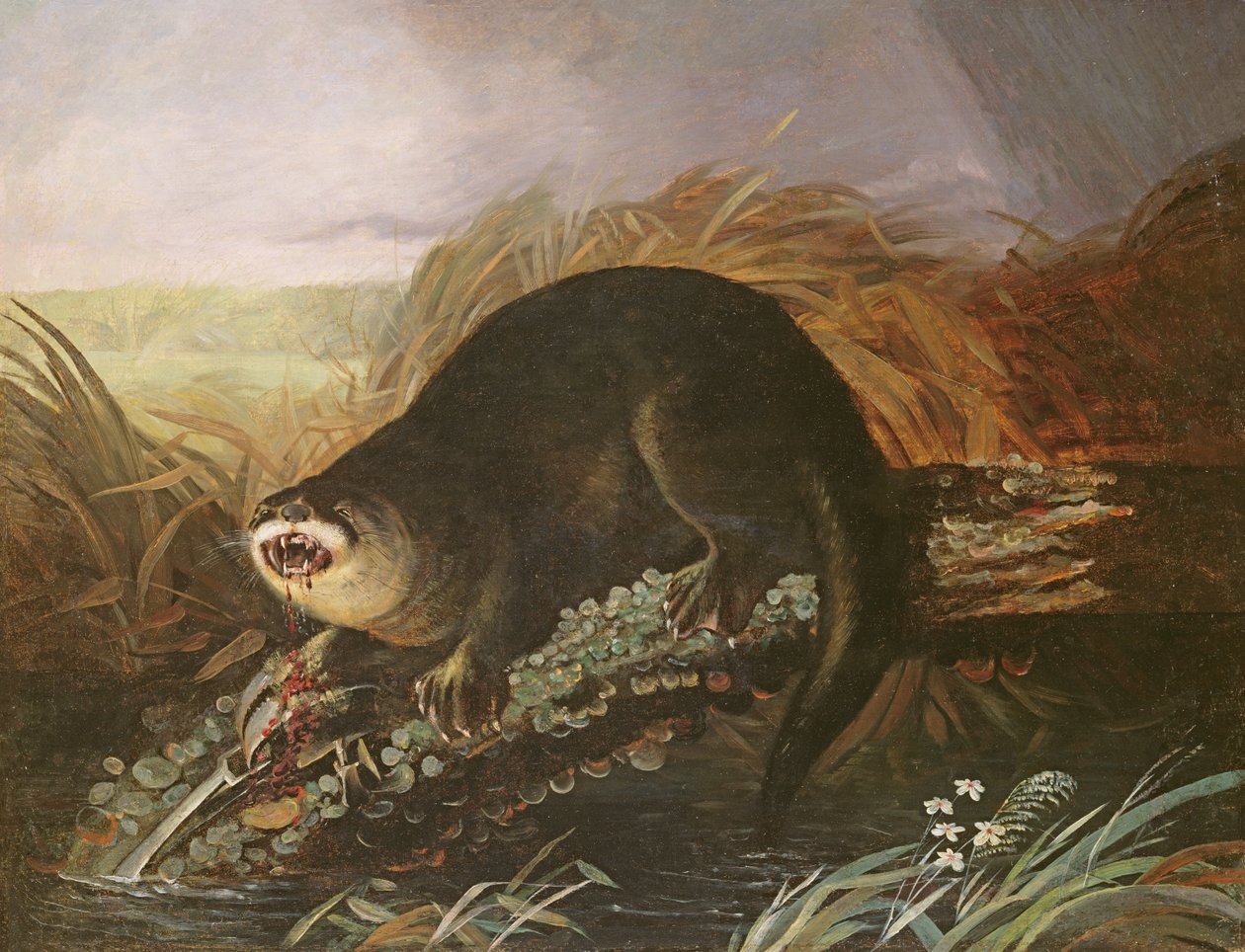 Otter in einer Falle gefangen von John James Audubon