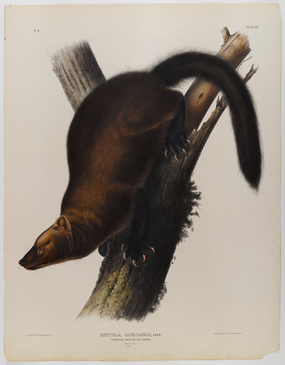 Pennants Marder von John James Audubon