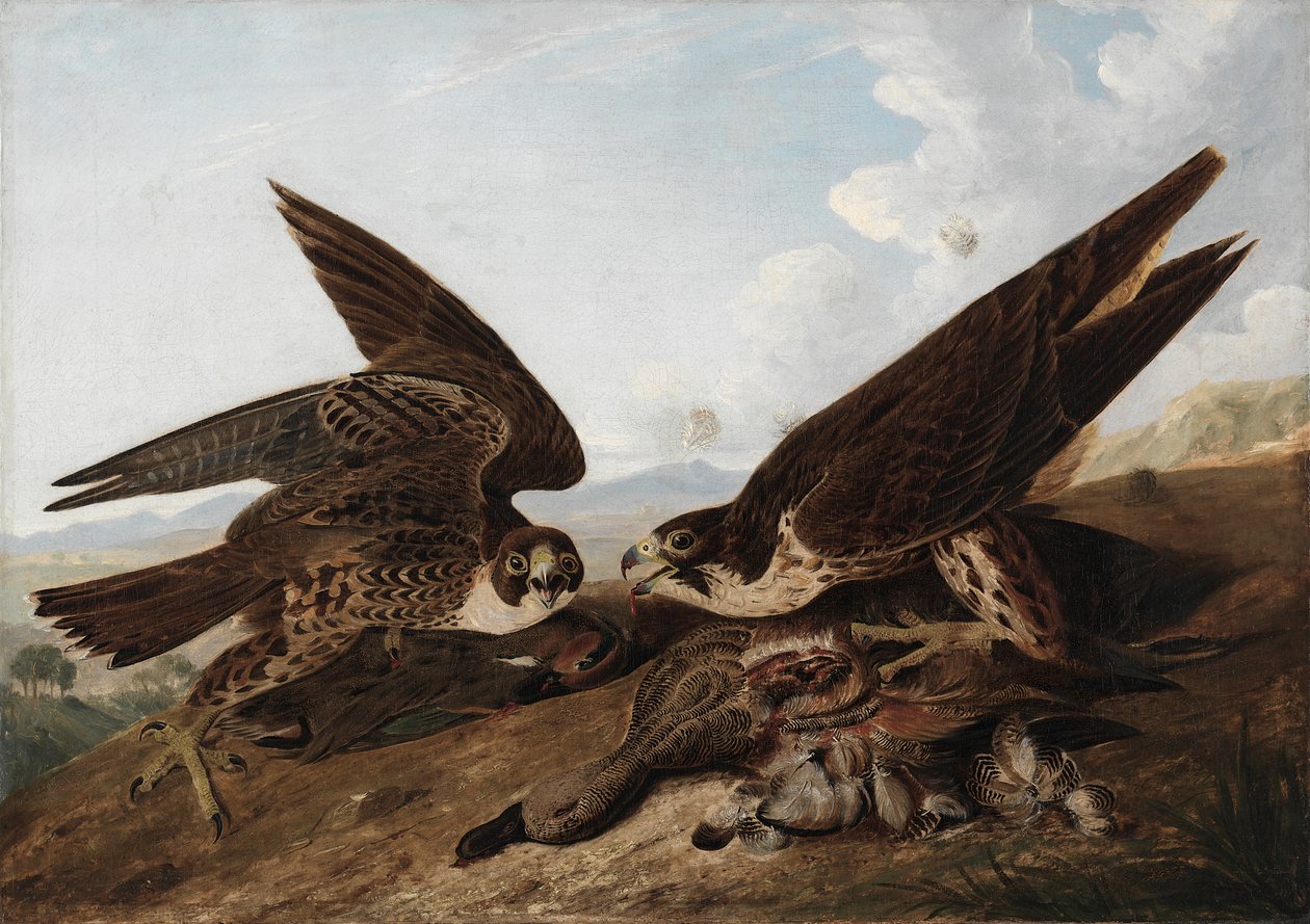 Wanderfalken (Entenfalken) von John James Audubon