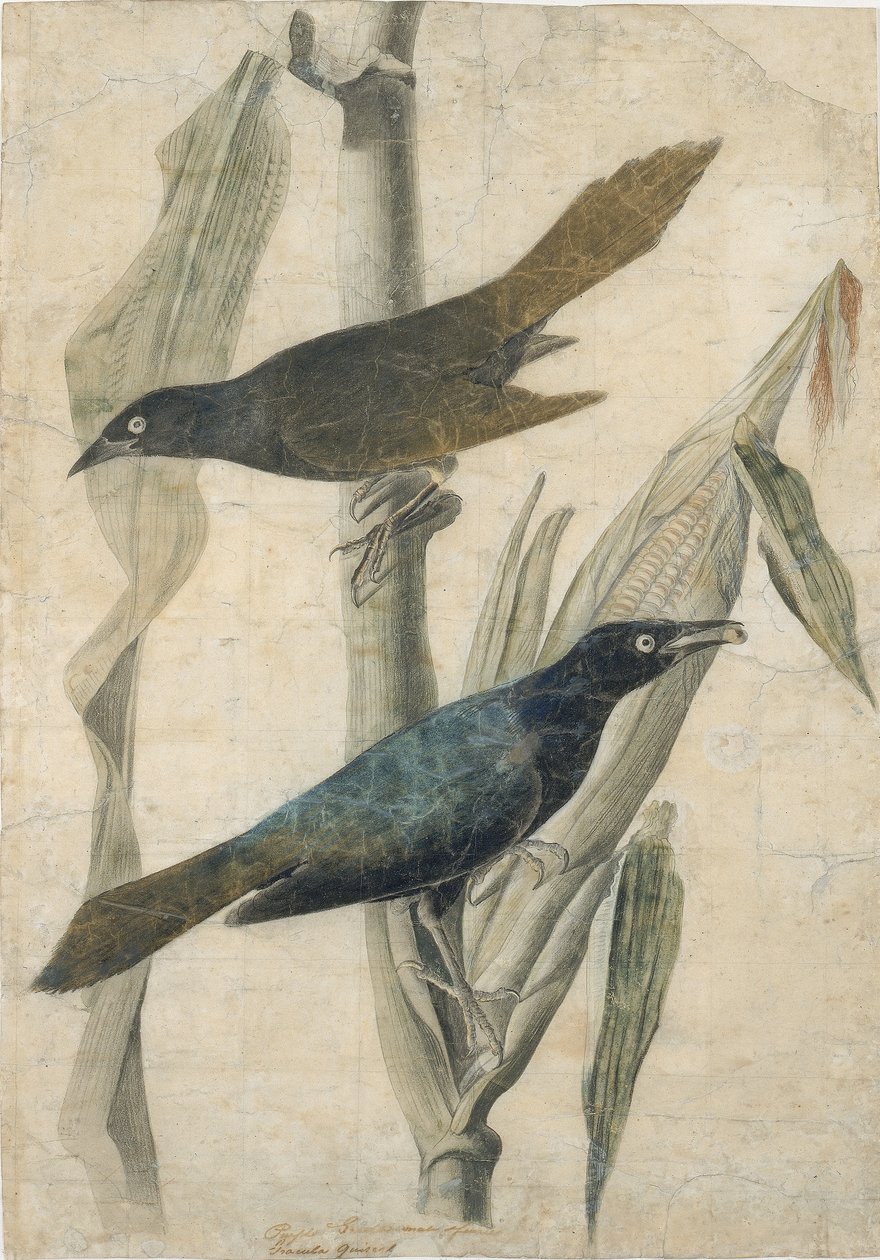 Purpurgrackel von John James Audubon