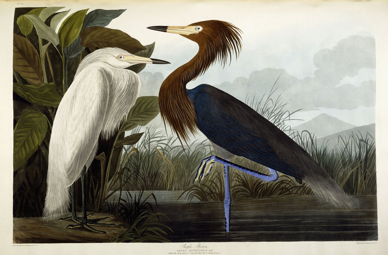 Purpurreiher von John James Audubon