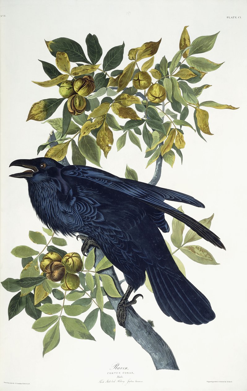 Rabe von John James Audubon