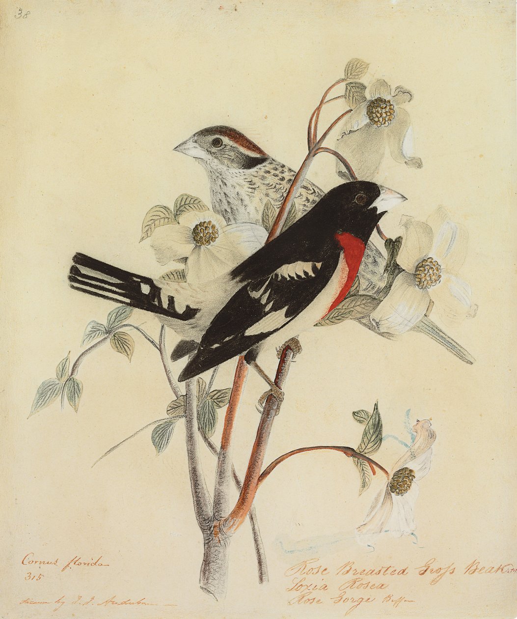 Rosenbrust-Kernknacker, 1938 von John James Audubon