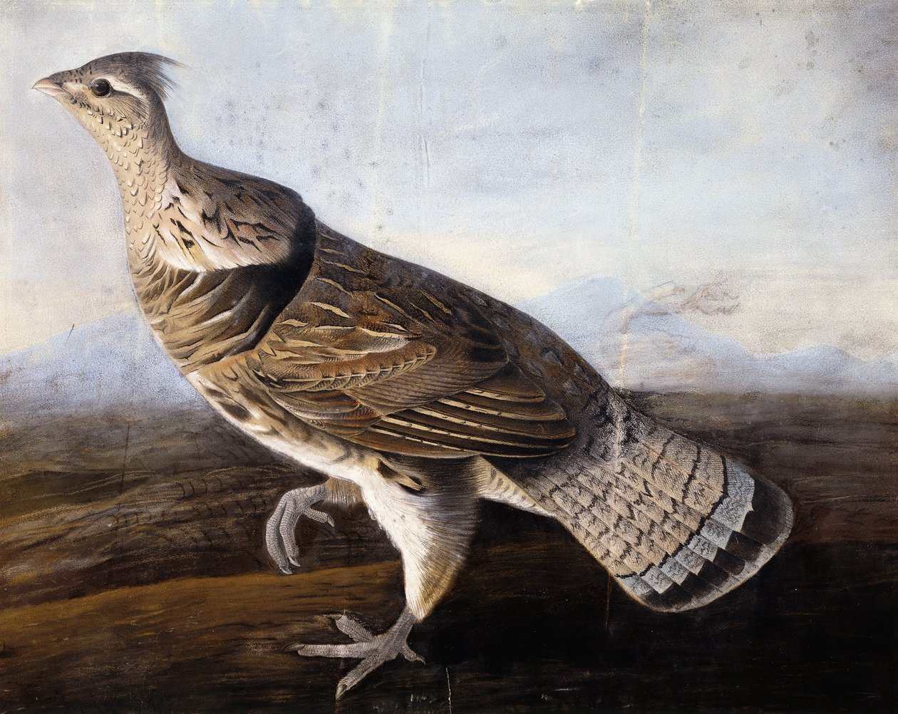 Raufußhuhn von John James Audubon