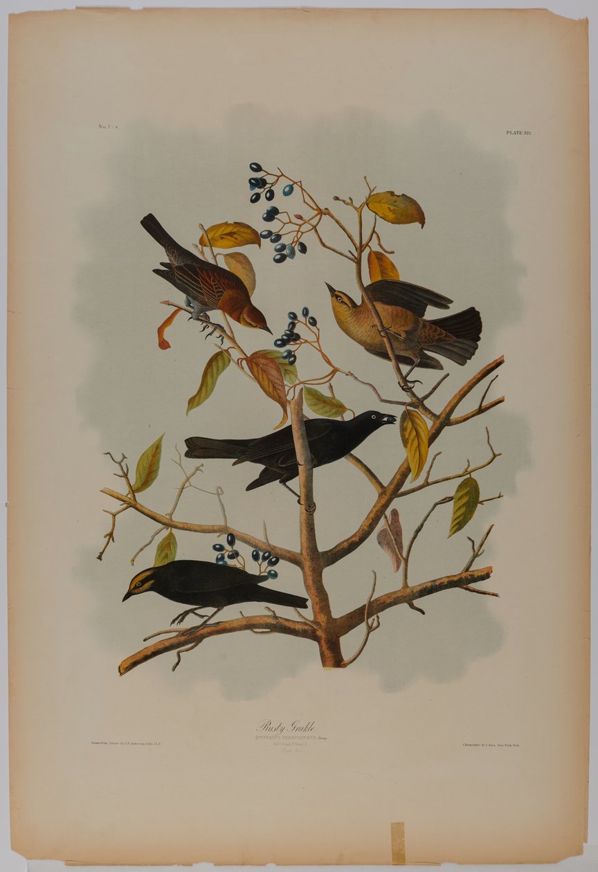 Rostiger Grackel von John James Audubon