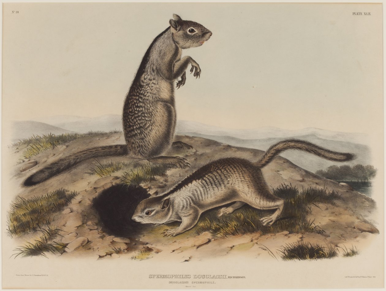 Spermophilus Douglassii (Zwei Douglas-Hörnchen) von John James Audubon