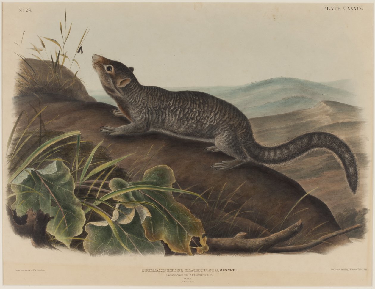 Spermophilus Macrourus (Großschwanz-Eichhörnchen) von John James Audubon