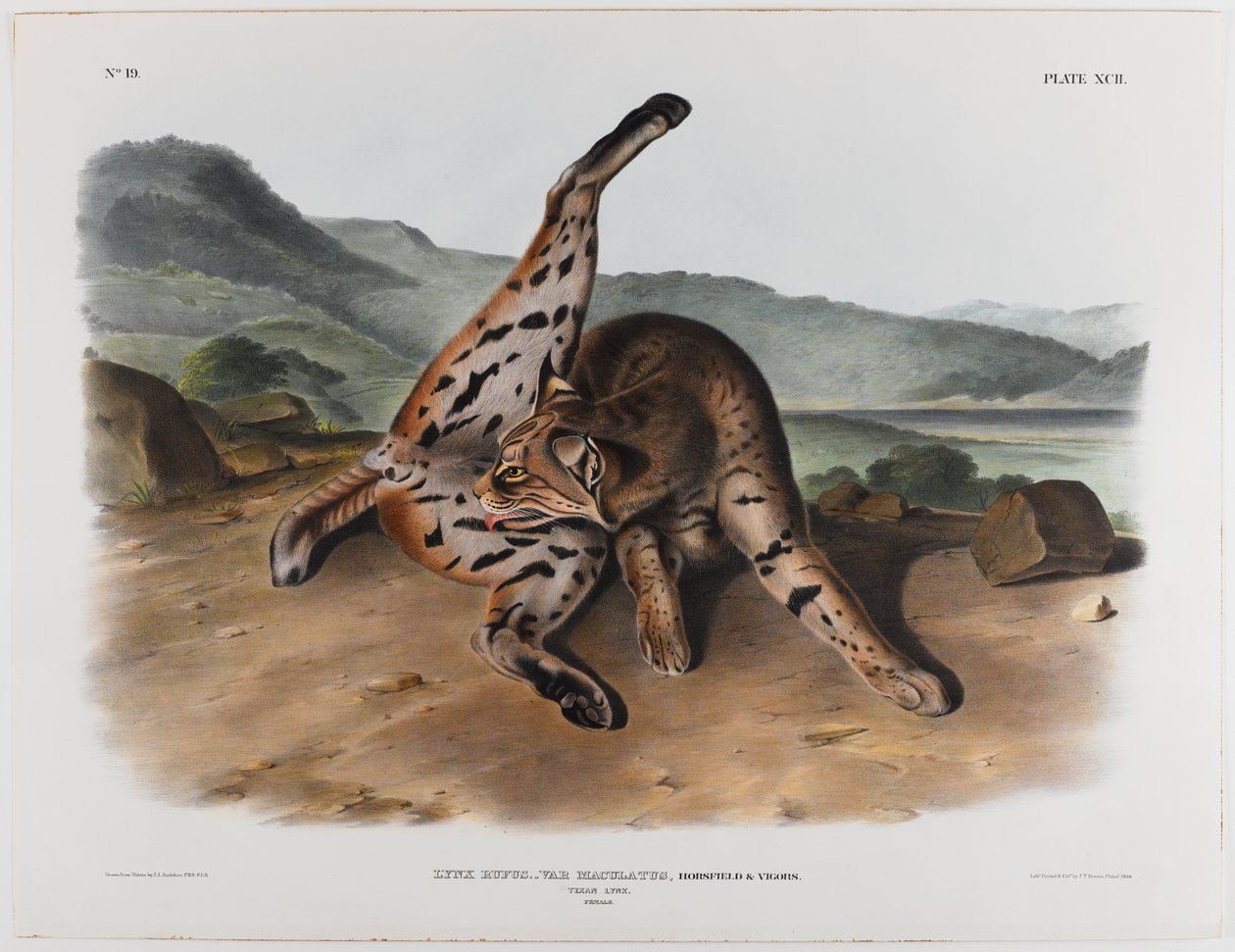 Texanischer Luchs von John James Audubon