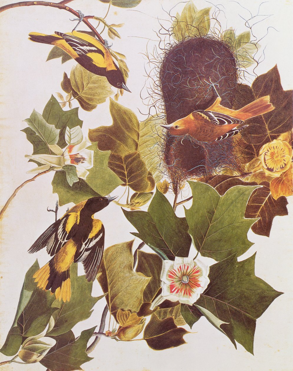 Der Oriole, aus 