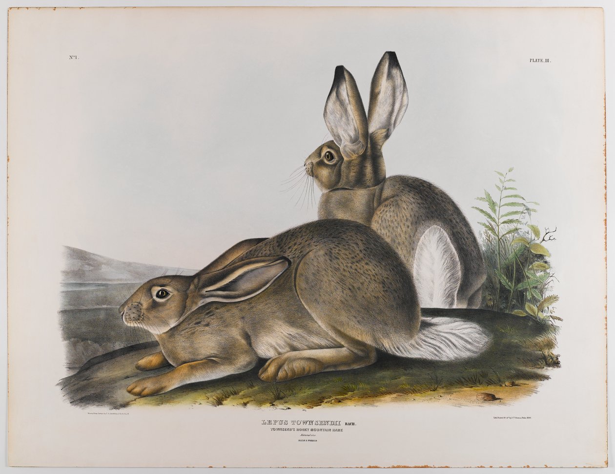 Townsends Rocky Mountain Hase, 1842 von John James Audubon