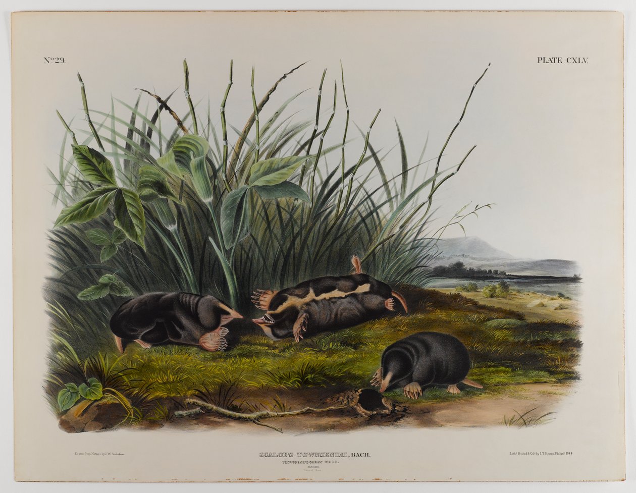 Townsends Spitzmaulmaulwurf von John James Audubon
