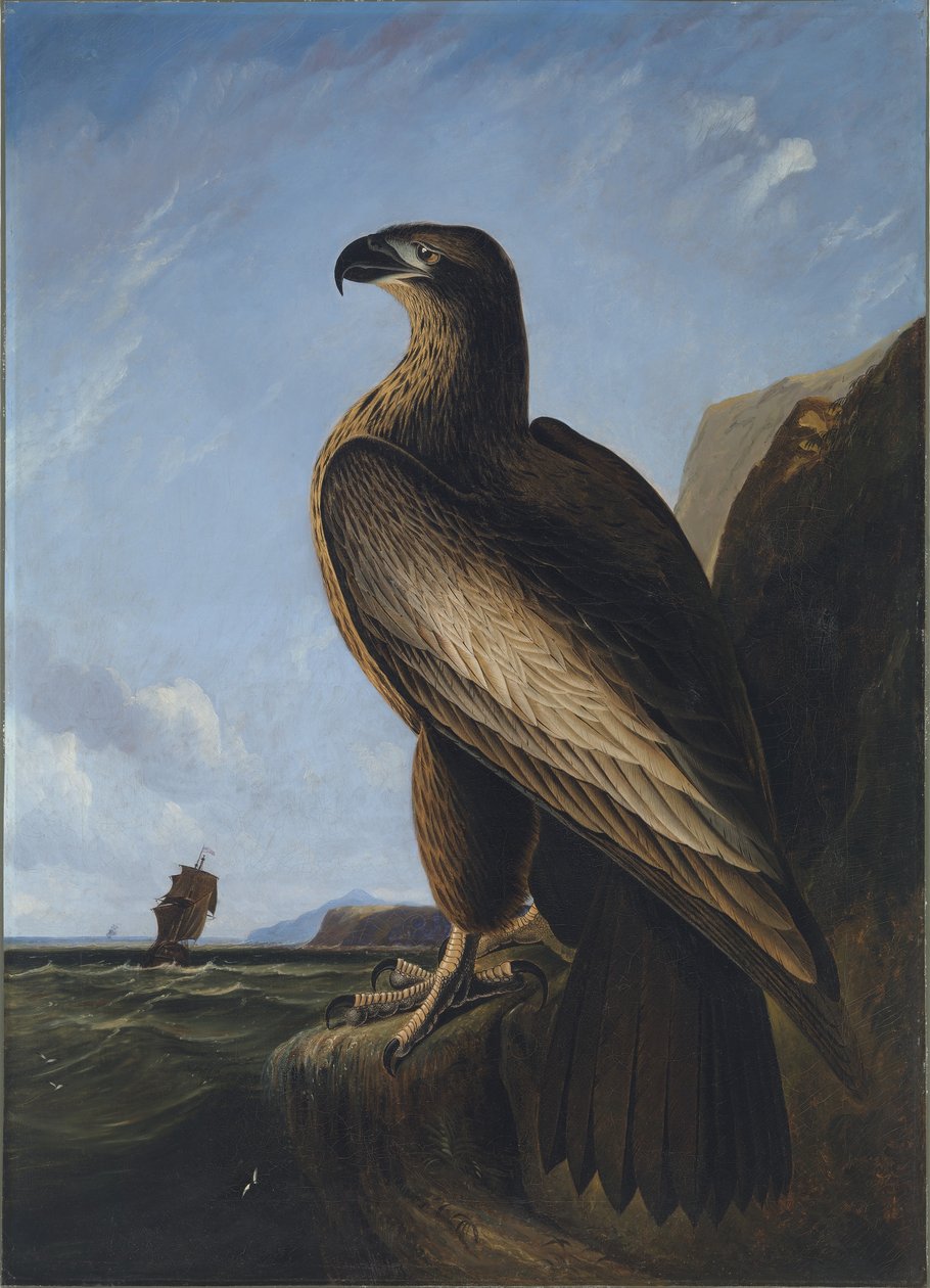 Washington Seeadler von John James Audubon