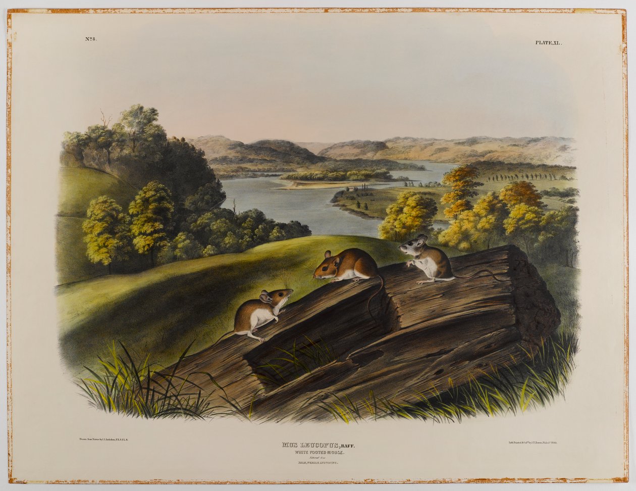 Weißfußmaus von John James Audubon