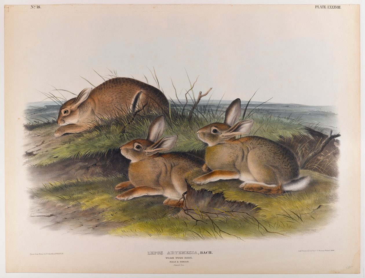 Wermut-Hase von John James Audubon