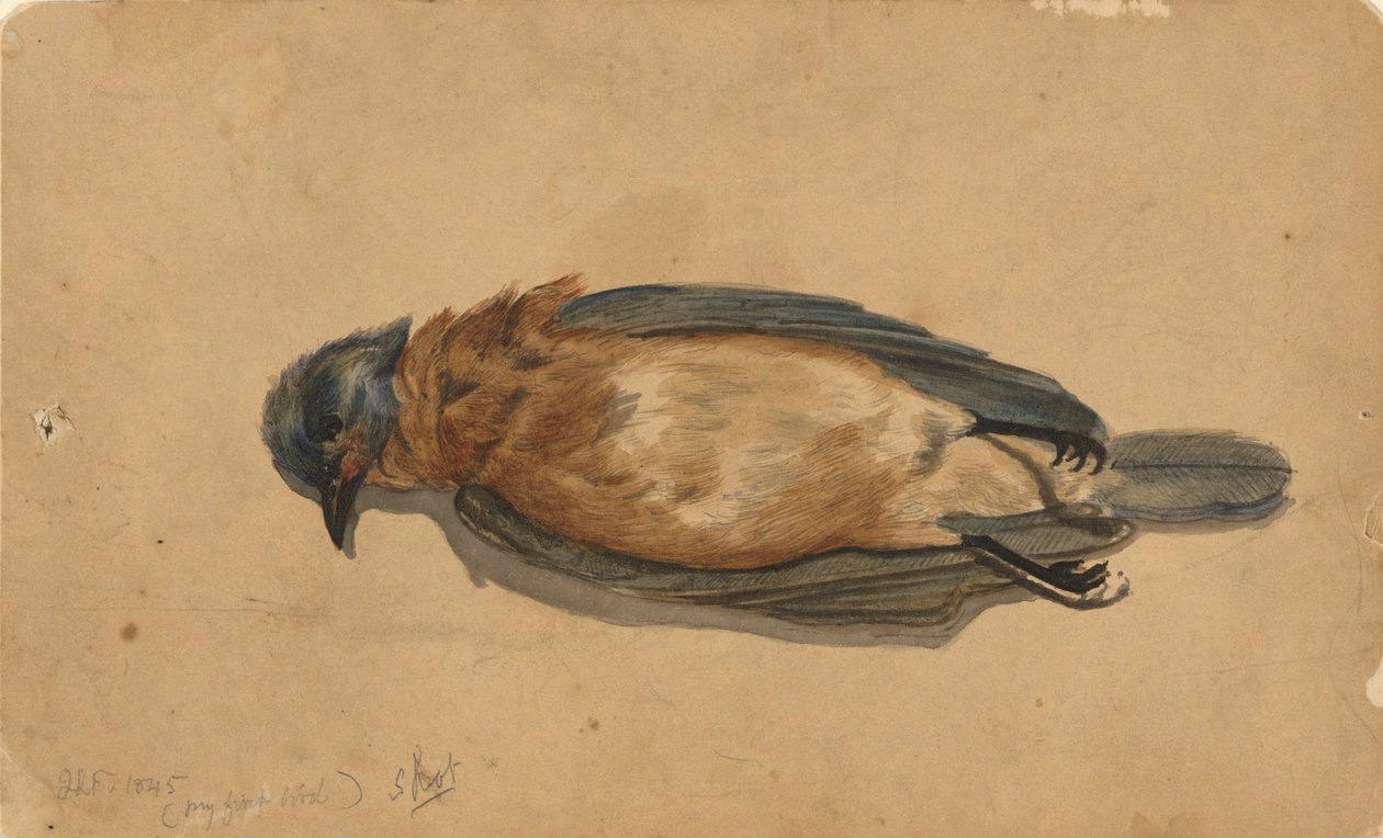 Toter Vogel von John La Farge