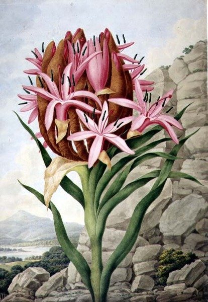 Speerlilie (Doryanthes excelsa) von John Lindley