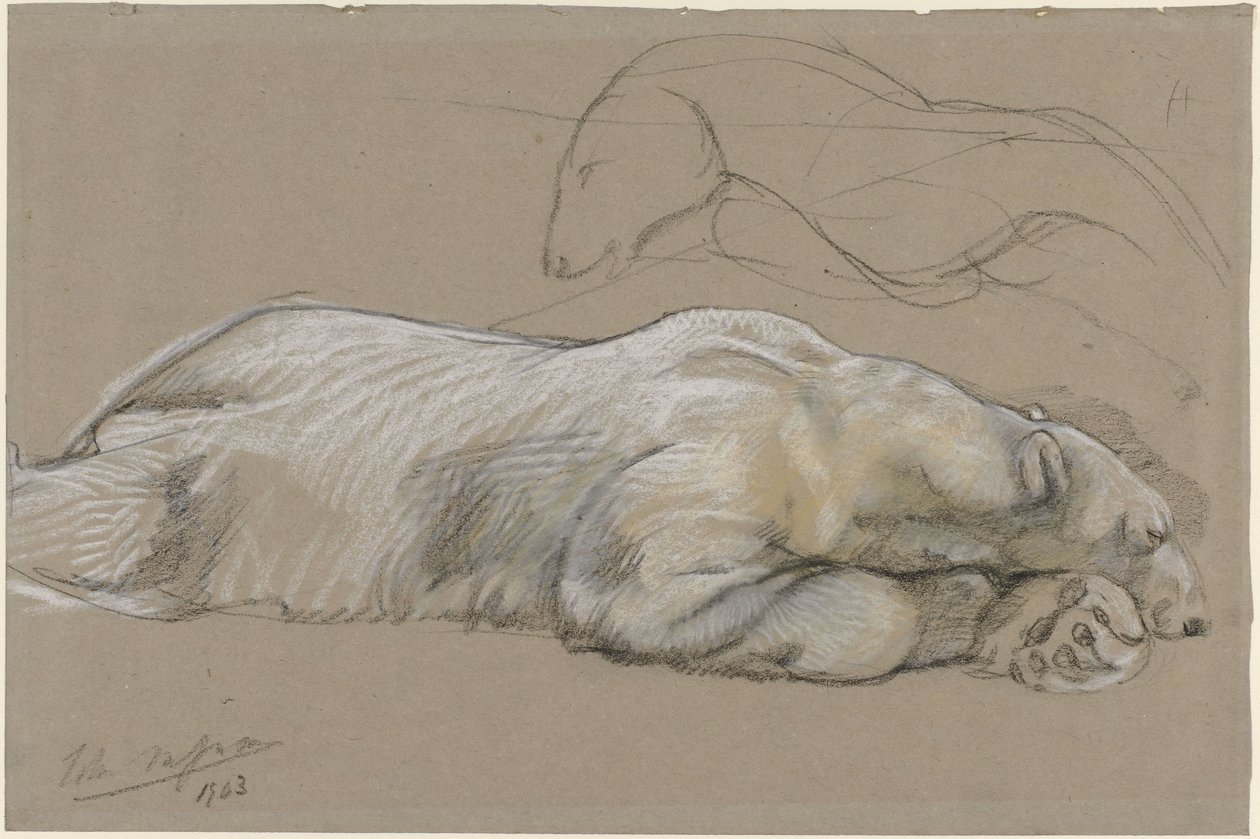 Studien eines liegenden Eisbären von John Macallan Swan