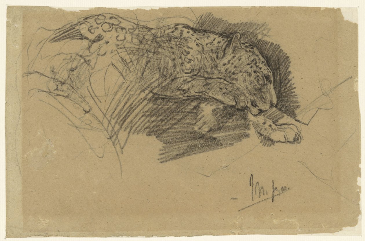 Studien eines Leoparden von John Macallan Swan