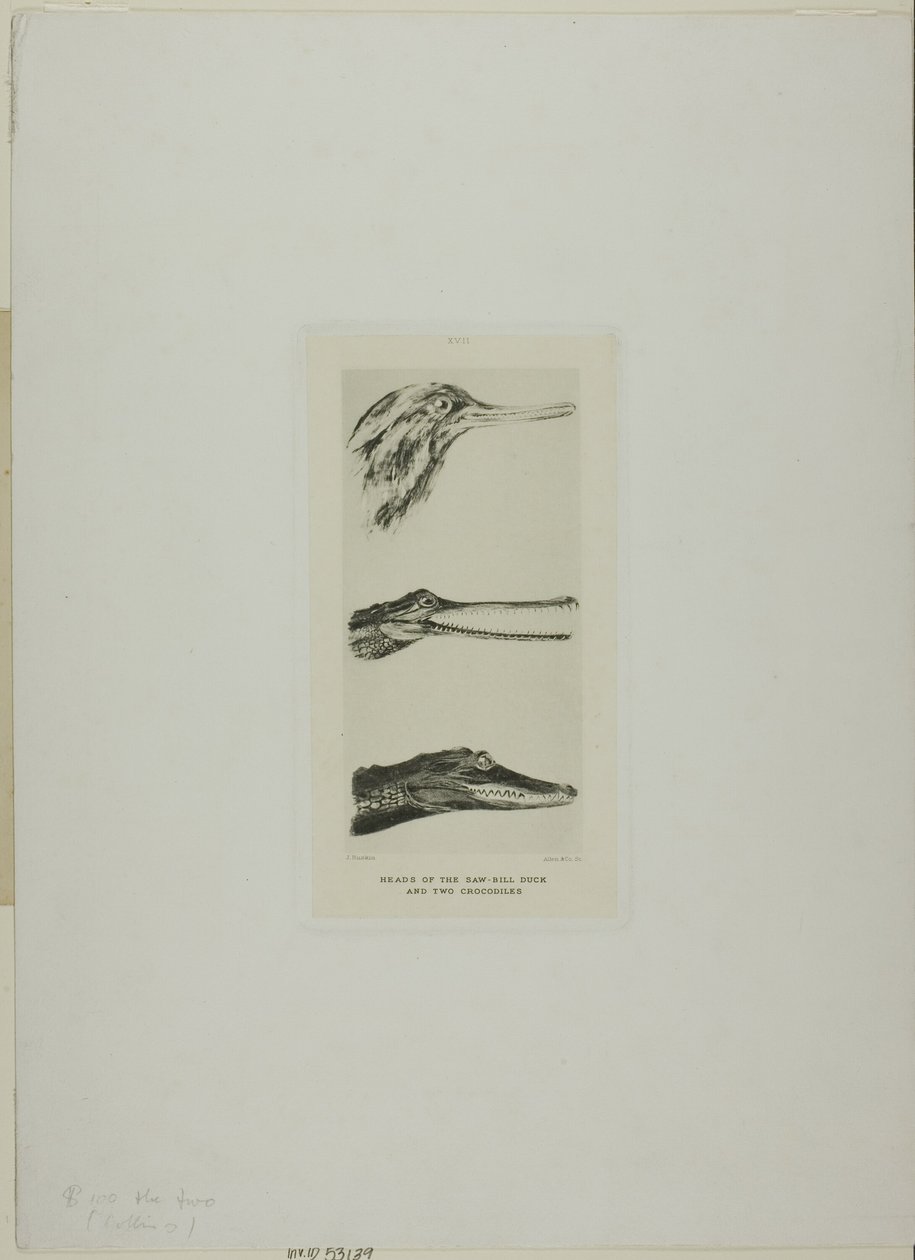 Köpfe von Sägerenten und zwei Krokodilen von John Ruskin