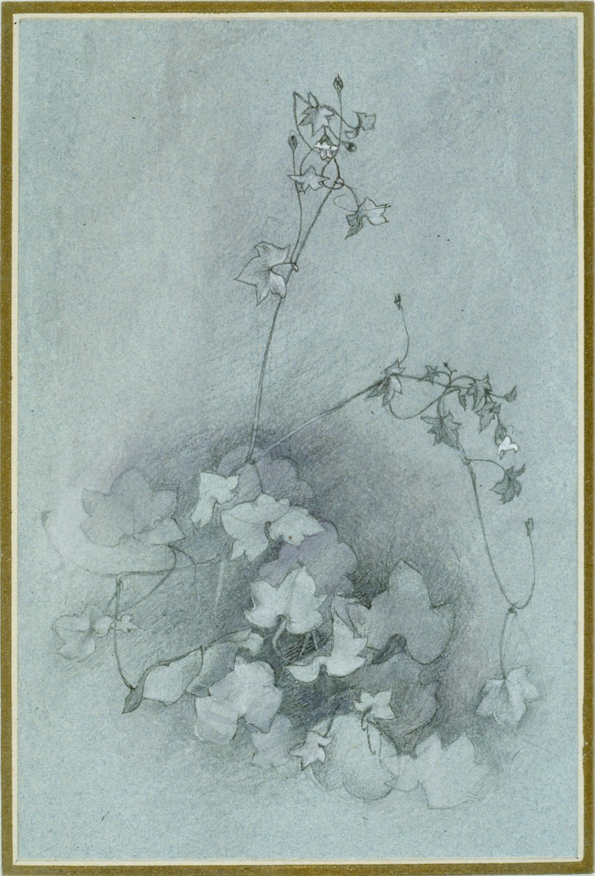 Efeublättriger Toadflax 