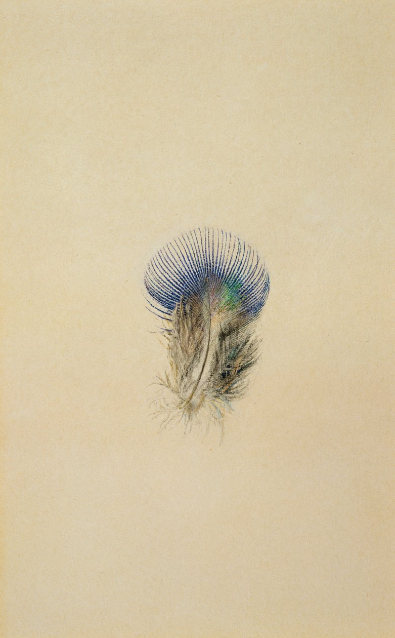 Studie einer Pfauenfeder, 1873 von John Ruskin