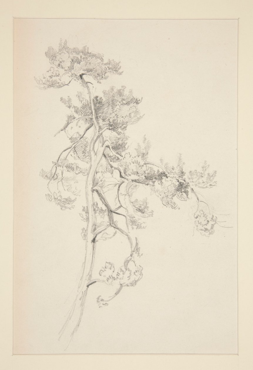 Baum und Laub von John Singer Sargent