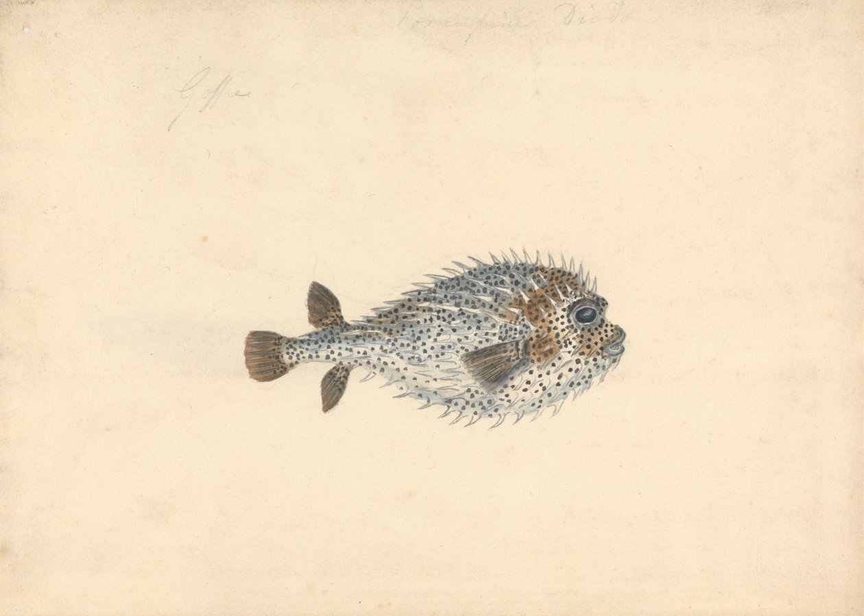 Ein Igelfisch von John Smart