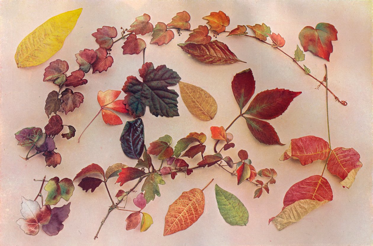 Herbstfarben von John Swain and Son