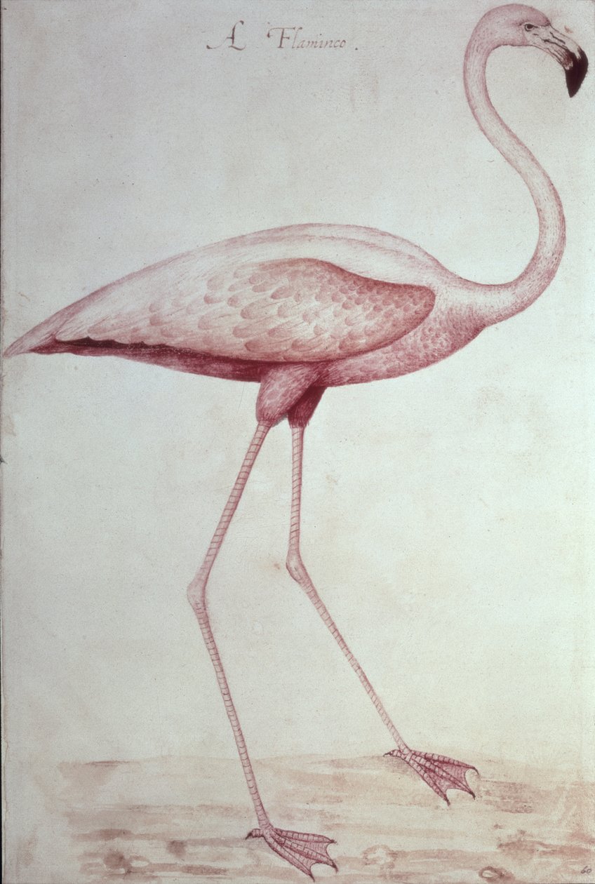 Flamingo von John White