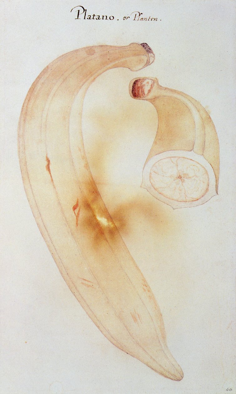 Hornbanane von John White