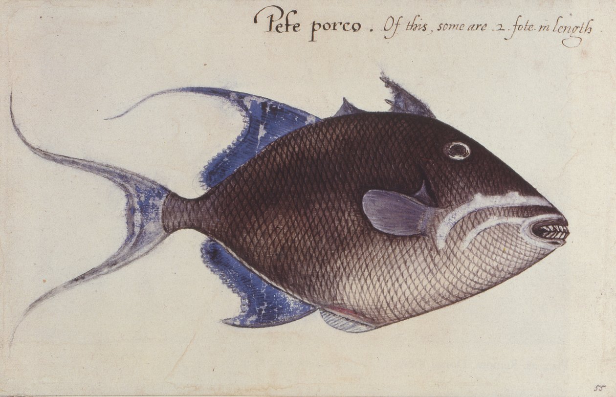 Drückerfisch von John White